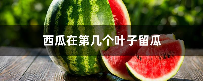 西瓜在第几个叶子留瓜 西瓜在第几个叶子留瓜