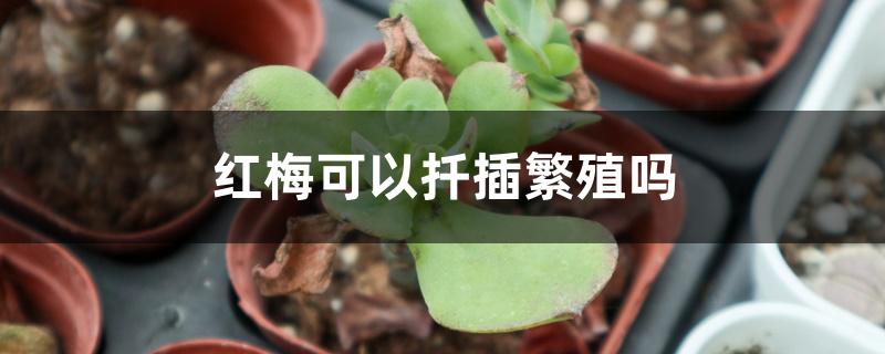 红梅可以扦插繁殖吗 红梅可以扦插繁殖吗