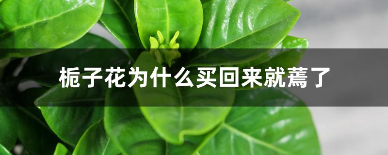 栀子花为什么买回来就蔫了 栀子花为什么买回来就蔫了
