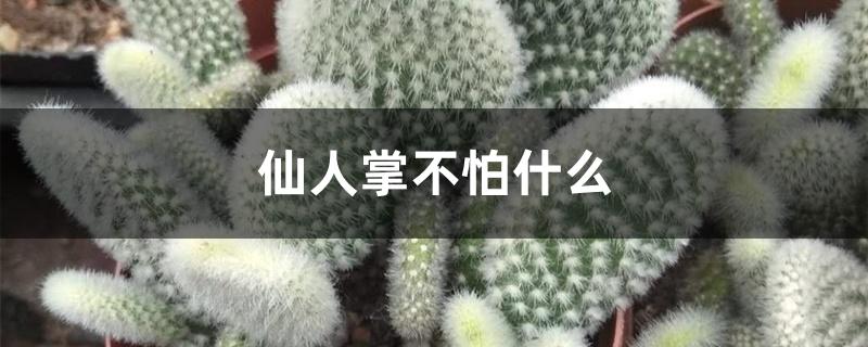仙人掌不怕什么 仙人掌不怕什么