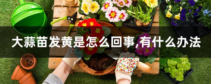 大蒜苗发黄是怎么回事,有什么办法 大蒜苗发黄是怎么回事,有什么办法