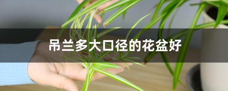 吊兰多大口径的花盆好 吊兰多大口径的花盆好