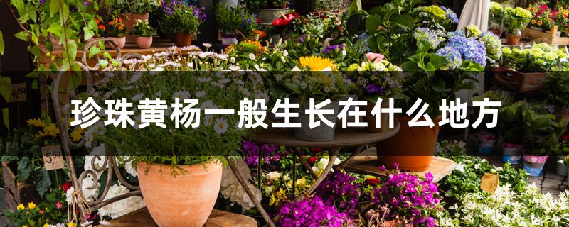 珍珠黄杨一般生长在什么地方 珍珠黄杨一般生长在什么地方