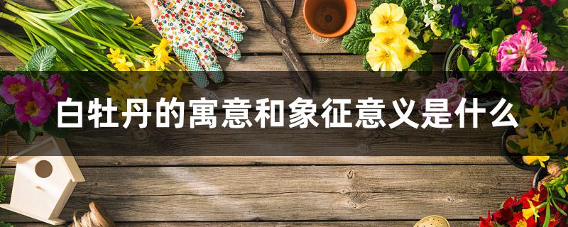白牡丹的寓意和象征意义是什么 白牡丹的寓意和象征意义是什么