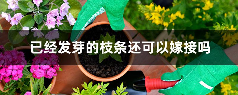 已经发芽的枝条还可以嫁接吗 已经发芽的枝条还可以嫁接吗