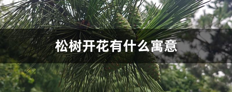 松树开花有什么寓意 松树开花有什么寓意
