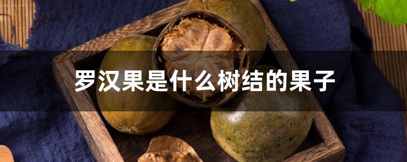 罗汉果是什么树结的果子 罗汉果是什么树结的果子