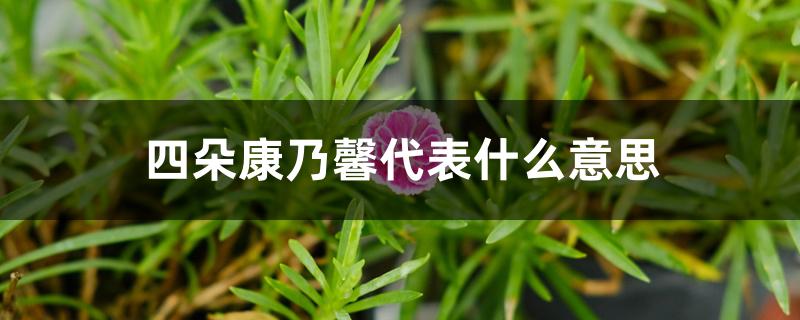 四朵康乃馨代表什么意思 四朵康乃馨代表什么意思