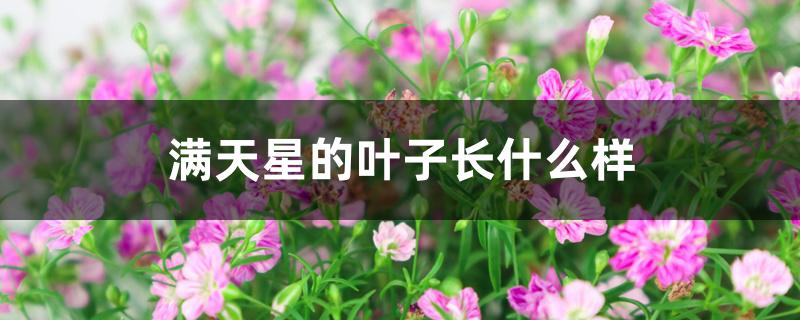 满天星的叶子长什么样 满天星的叶子长什么样