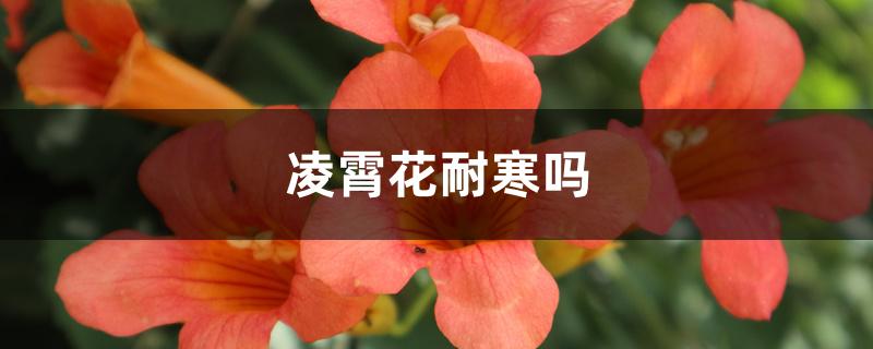 凌霄花耐寒吗