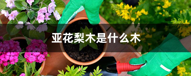 亚花梨木是什么木 亚花梨木是什么木