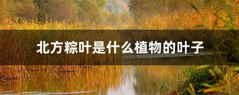 北方粽叶是什么植物的叶子 北方粽叶是什么植物的叶子