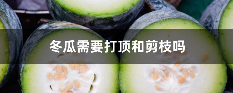 冬瓜需要打顶和剪枝吗 冬瓜需要打顶和剪枝吗
