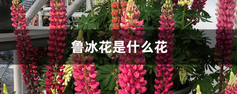 鲁冰花是什么花 鲁冰花是什么花