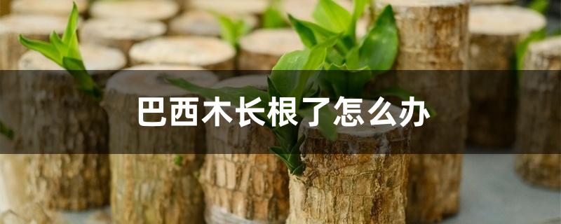 巴西木长根了怎么办 巴西木长根了怎么办