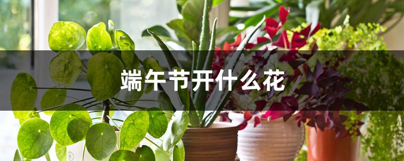 端午节开什么花 端午节开什么花