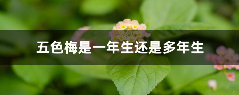 五色梅是一年生还是多年生 五色梅是一年生还是多年生