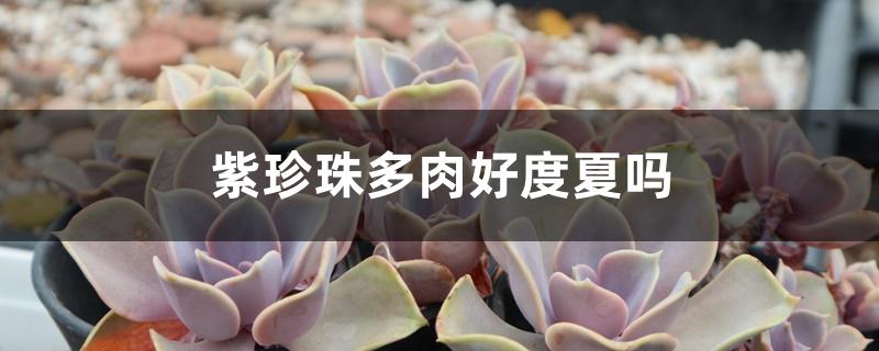 紫珍珠多肉好度夏吗 紫珍珠多肉好度夏吗