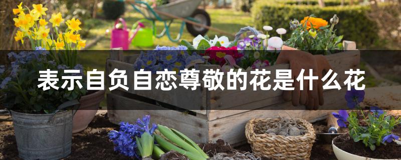 表示自负自恋尊敬的花是什么花 表示自负自恋尊敬的花是什么花