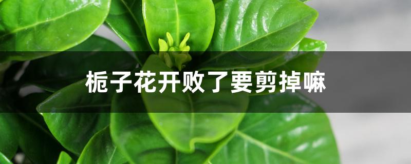 栀子花开败了要剪掉嘛 栀子花开败了要剪掉嘛