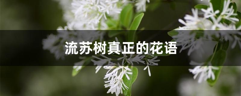 流苏树真正的花语 流苏树真正的花语