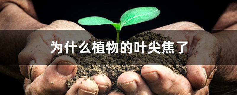 为什么植物的叶尖焦了 为什么植物的叶尖焦了