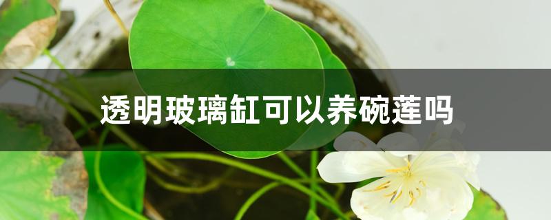 透明玻璃缸可以养碗莲吗 透明玻璃缸可以养碗莲吗