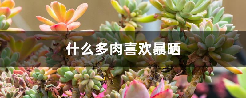 什么多肉喜欢暴晒 什么多肉喜欢暴晒