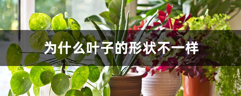 为什么叶子的形状不一样 为什么叶子的形状不一样
