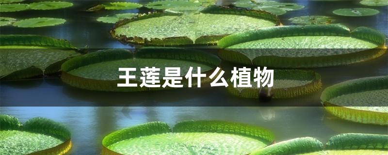 王莲是什么植物 王莲是什么植物