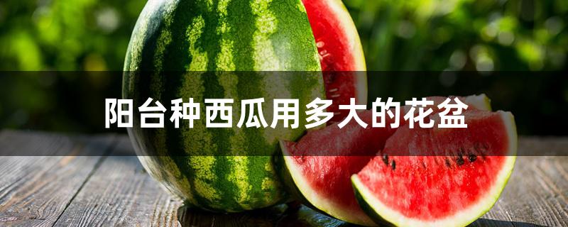 阳台种西瓜用多大的花盆 阳台种西瓜用多大的花盆