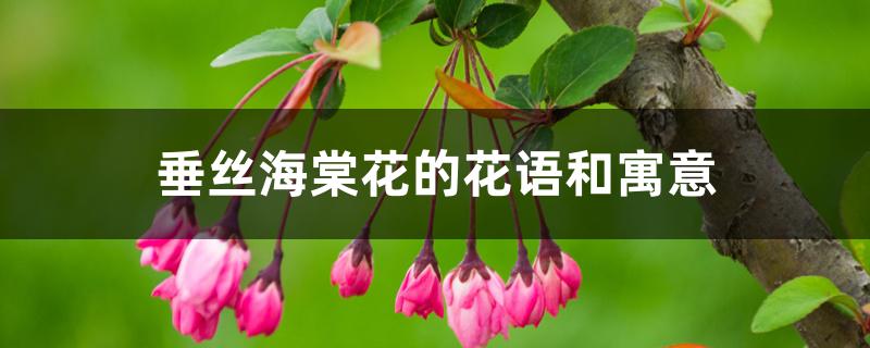 垂丝海棠花的花语和寓意 垂丝海棠花的花语和寓意