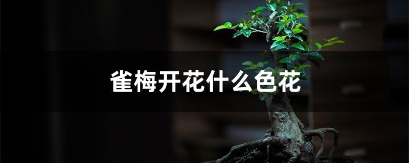 雀梅开花什么色花 雀梅开花什么色花