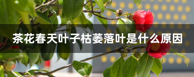茶花春天叶子枯萎落叶是什么原因 茶花春天叶子枯萎落叶是什么原因