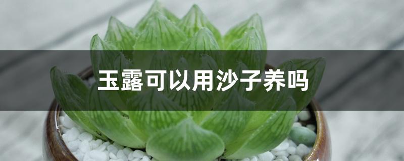 玉露可以用沙子养吗 玉露可以用沙子养吗