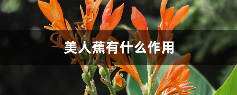美人蕉有什么作用 美人蕉有什么作用