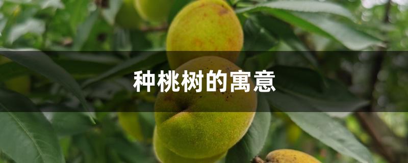 种桃树的寓意 种桃树的寓意