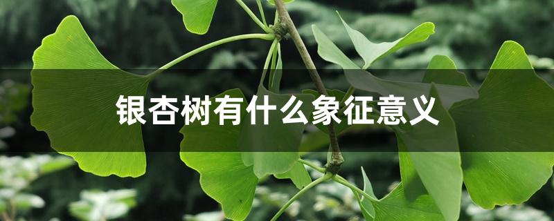 银杏树有什么象征意义 银杏树有什么象征意义