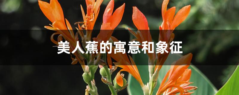 美人蕉的寓意和象征 美人蕉的寓意和象征