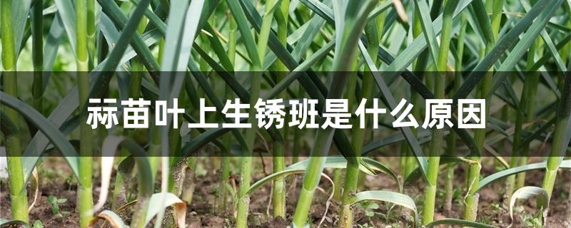 蒜苗叶上生锈班是什么原因 蒜苗叶上生锈班是什么原因