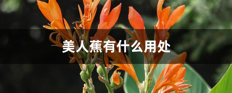 美人蕉有什么用处 美人蕉有什么用处