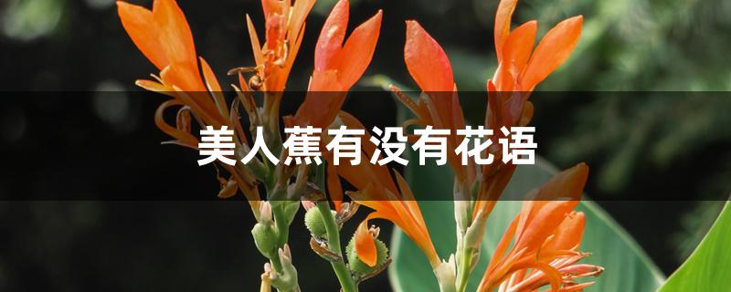 美人蕉有没有花语 美人蕉有没有花语