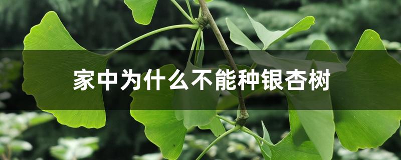 家中为什么不能种银杏树 家中为什么不能种银杏树