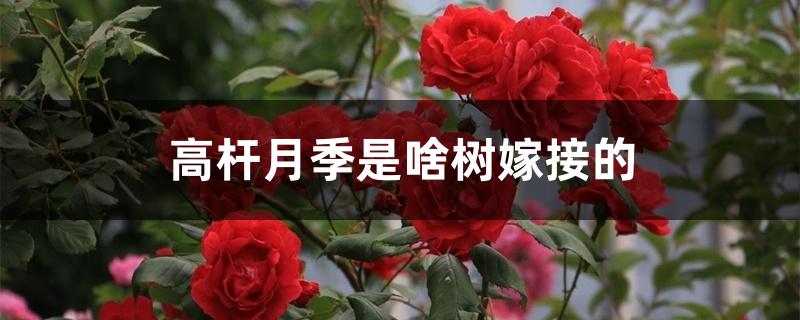 高杆月季是啥树嫁接的 高杆月季是啥树嫁接的
