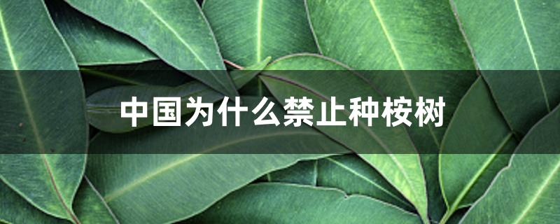 中国为什么禁止种桉树 中国为什么禁止种桉树