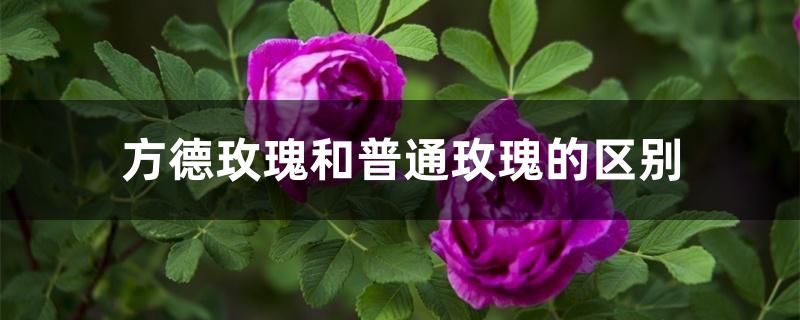 方德玫瑰和普通玫瑰的区别 方德玫瑰和普通玫瑰的区别