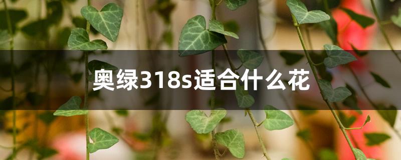 奥绿318s适合什么花 奥绿318s适合什么花