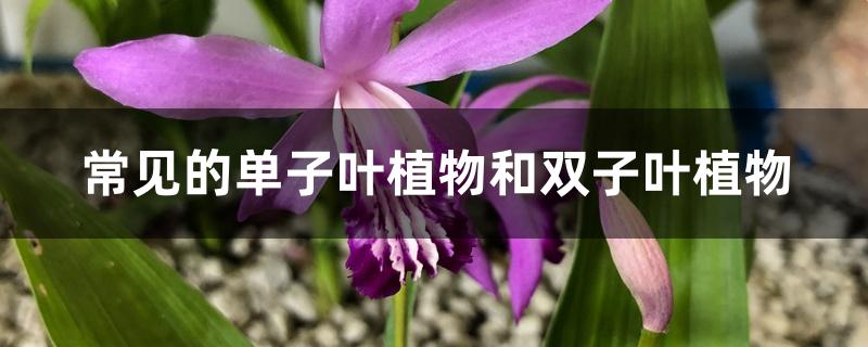 常见的单子叶植物和双子叶植物 常见的单子叶植物和双子叶植物