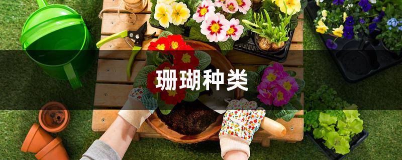 珊瑚种类 珊瑚种类