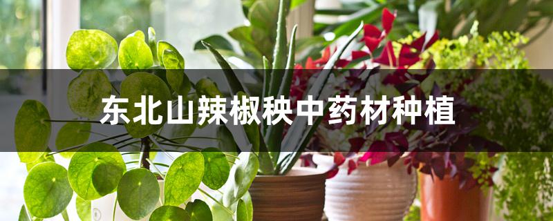 东北山辣椒秧中药材种植 东北山辣椒秧中药材种植